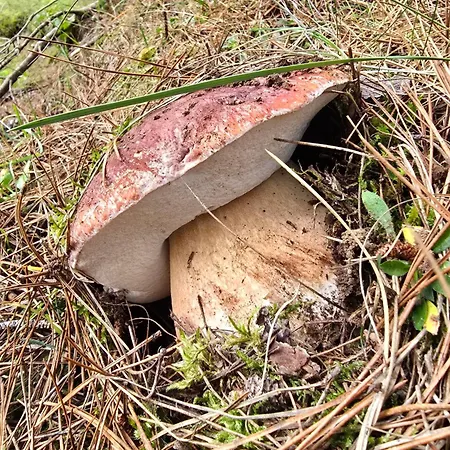 Hotel Del Ampollino 3*