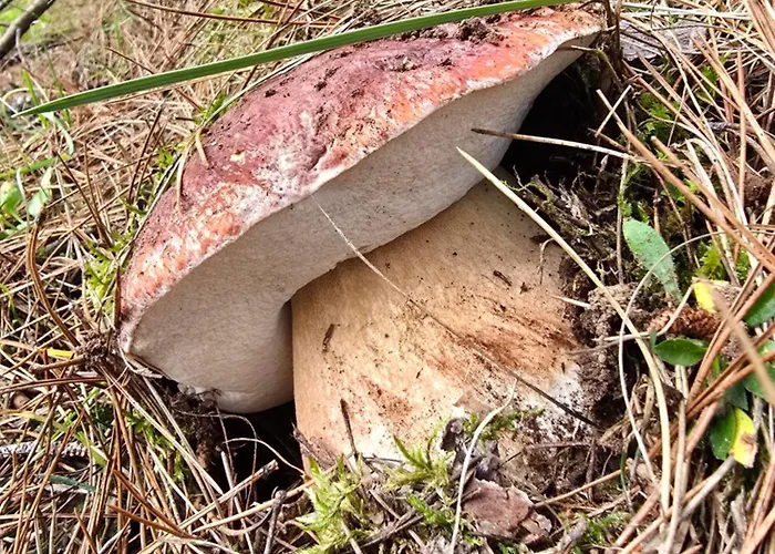 酒店 Del Ampollino 3*